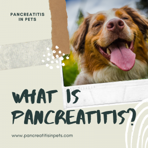 Dog Pancreatitis