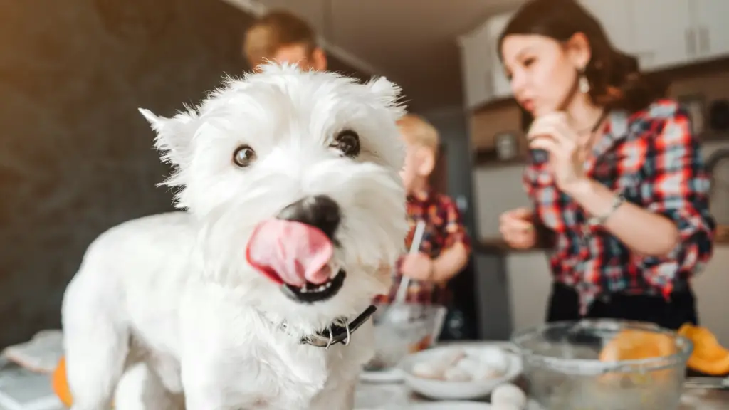 dog in kitchen with family