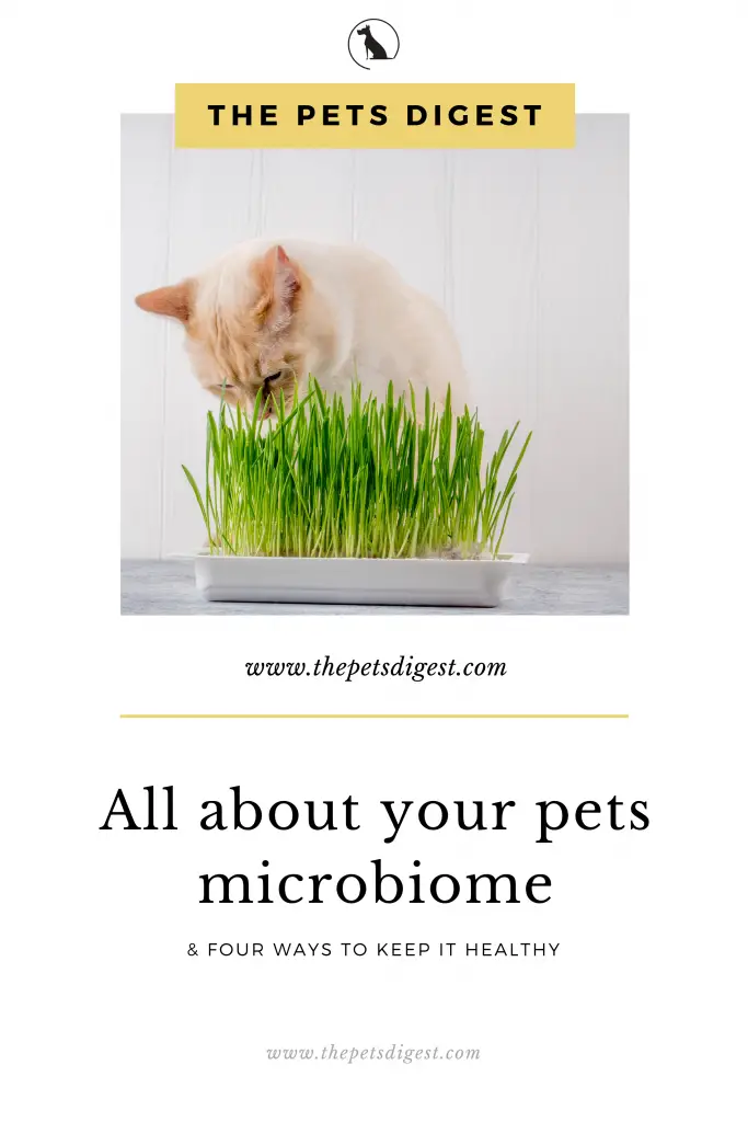 cat eating wheat grass microbiome healthy pets