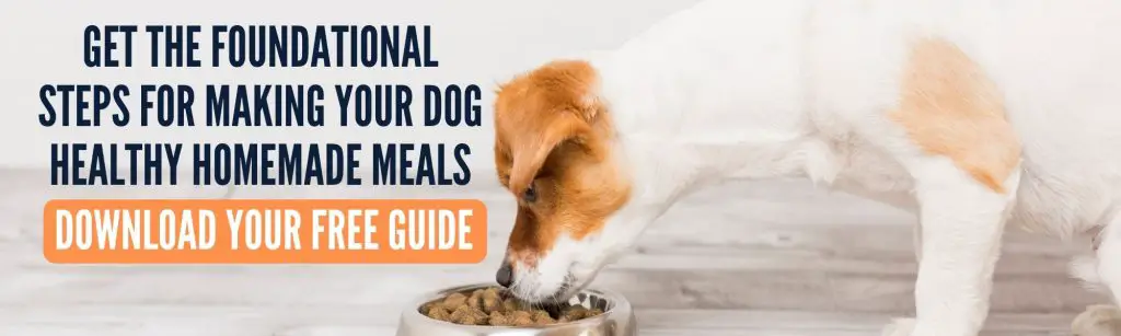 dog eating a bland diet