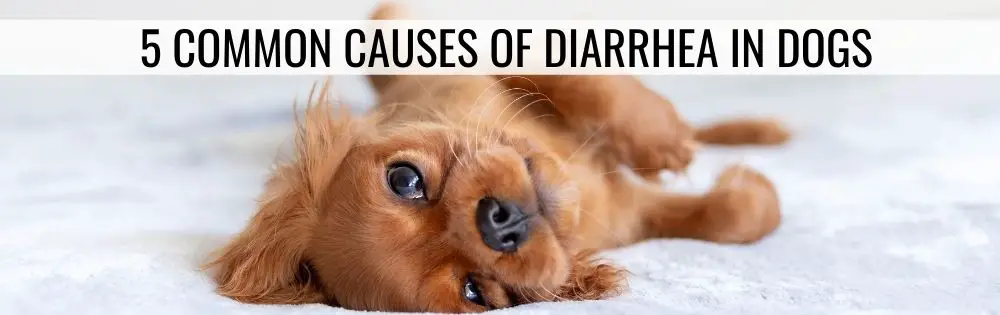 DIARRHEA IN DOGS