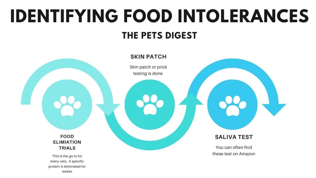 pet food allergies pet food intolerances