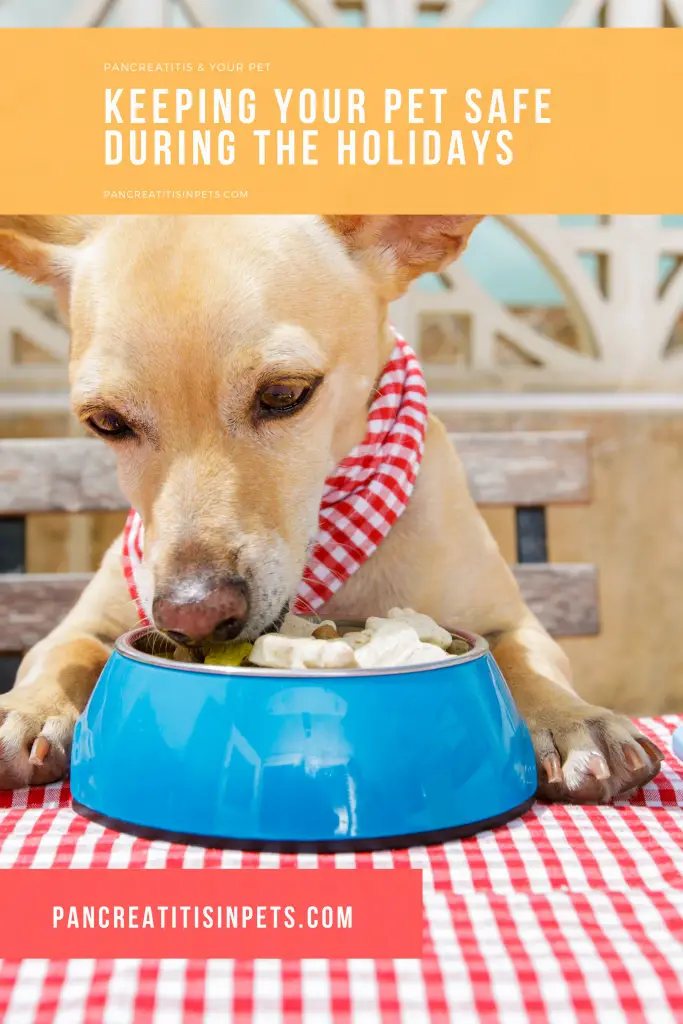 pet eating food on a table