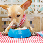 pancreatitis dogs