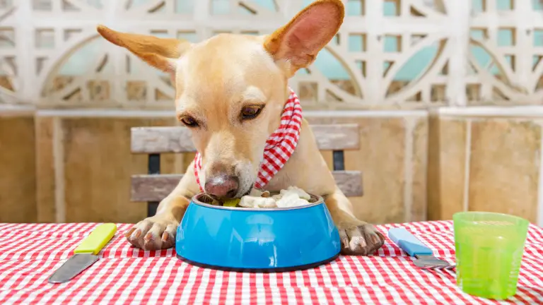 pancreatitis dogs