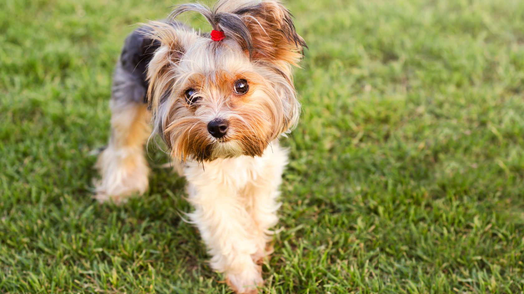 What Dogs are more Prone to Pancreatitis