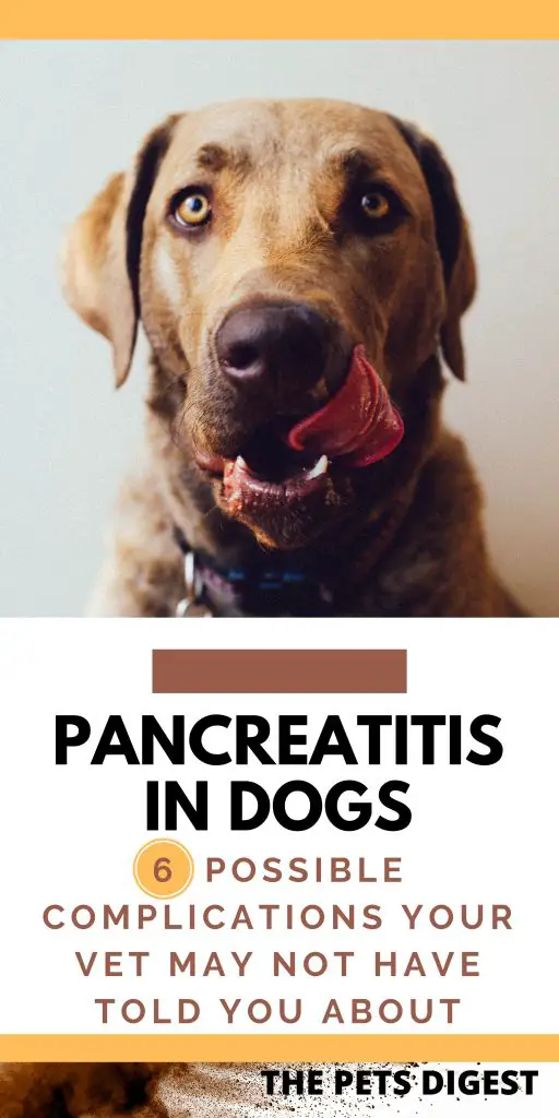 dog licking lips pancreatitis in dogs