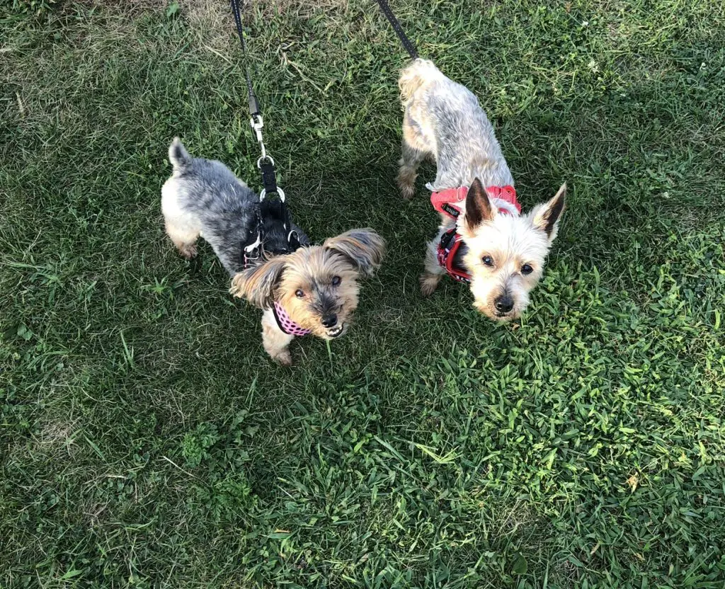 two yorkies looking up with leases on