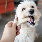 dog eating a treat