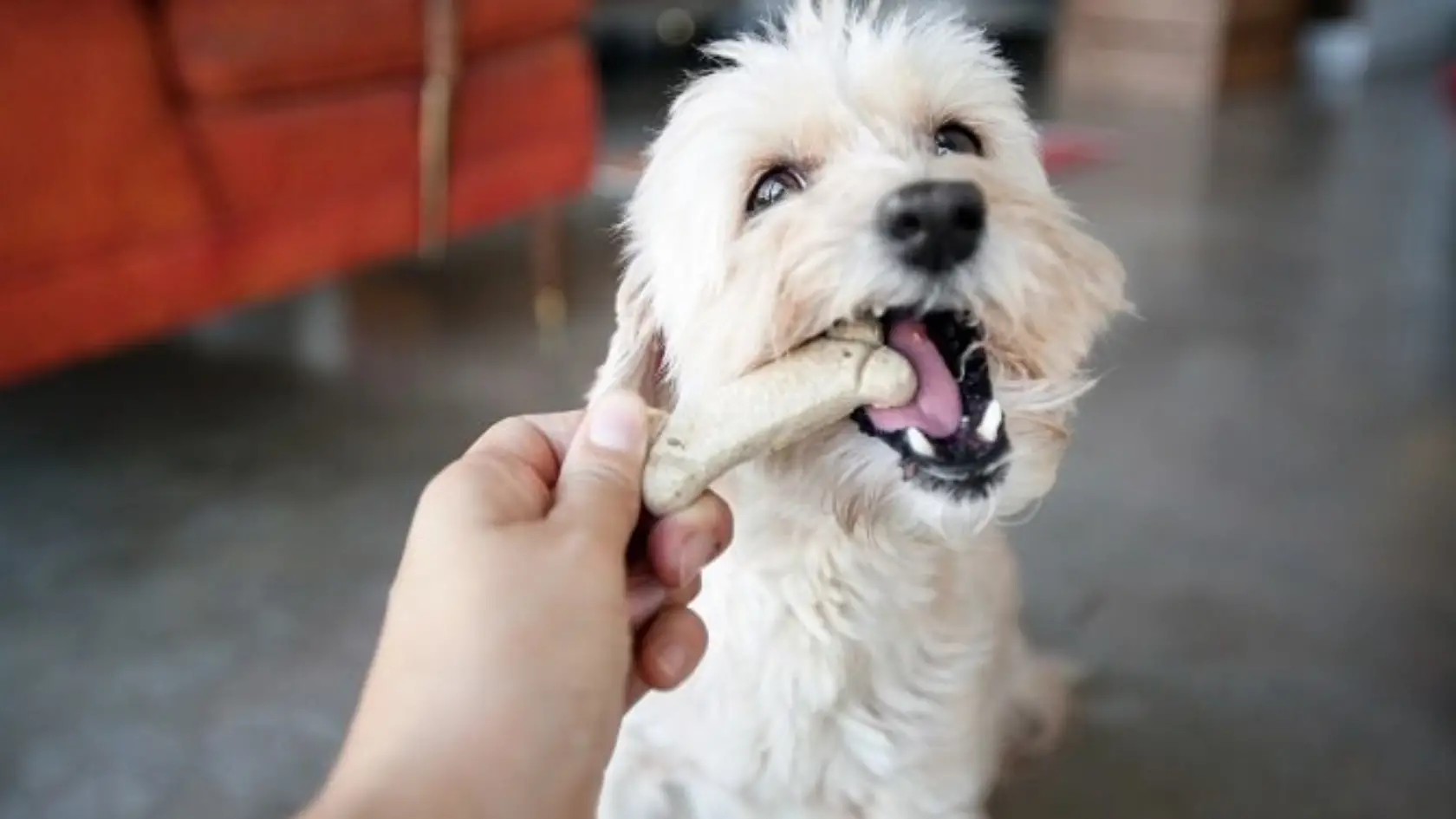 Choosing treats for a dog with a sensitive stomach: 7 rules of thumb