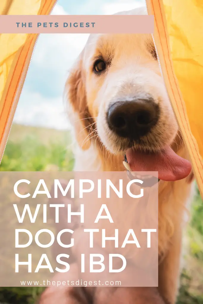 dog Labrador retriever  looking into yellow tent