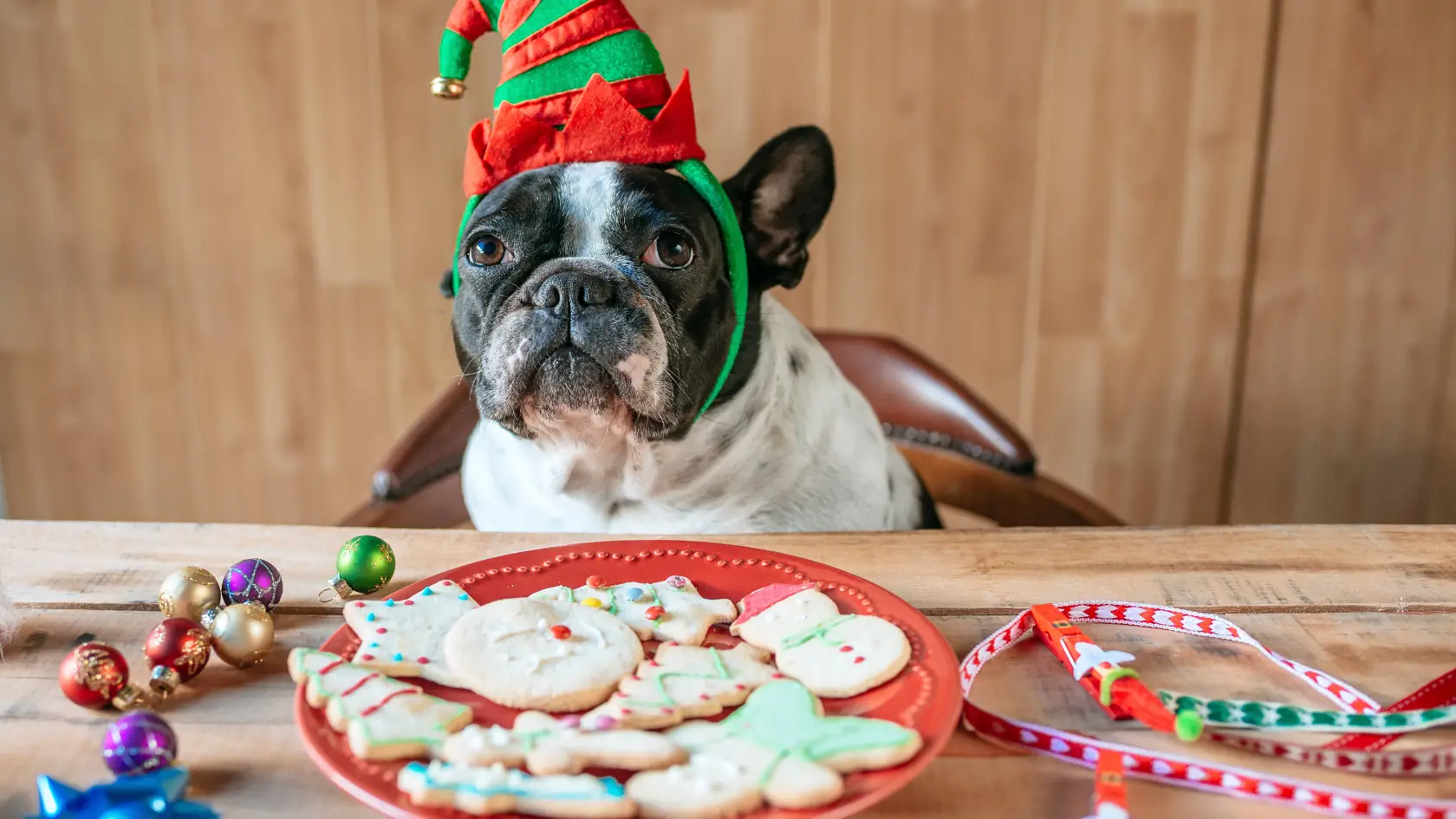dog christmas cookies