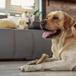 dog holding treat