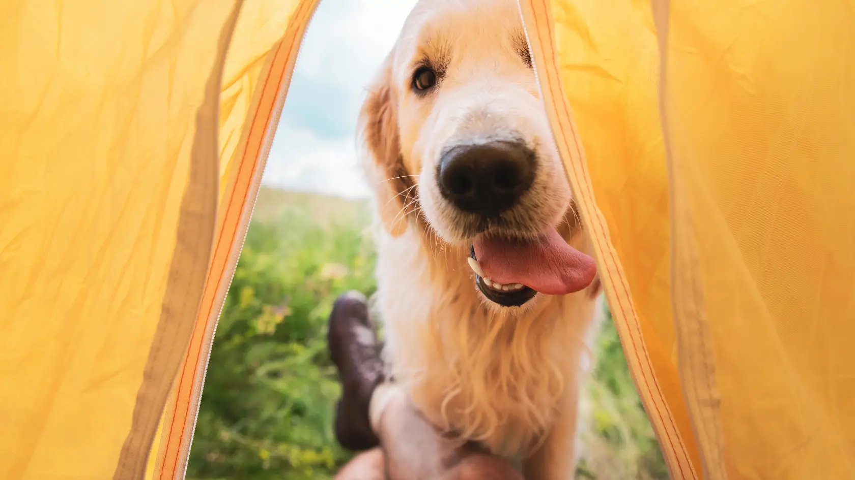 yellow Labrador retriever looking through a yellow tent