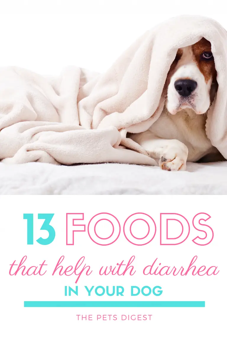 13 Foods that can help if your dog has diarrhea or vomiting The Pets