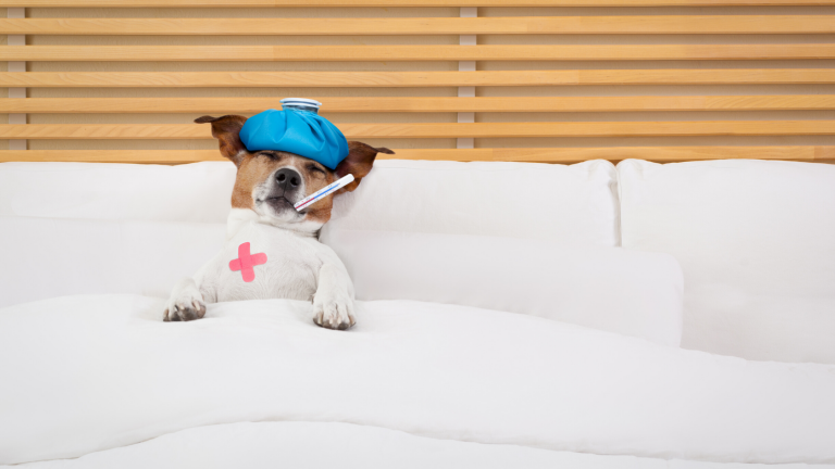 over the counter diarrhea medication for dogs