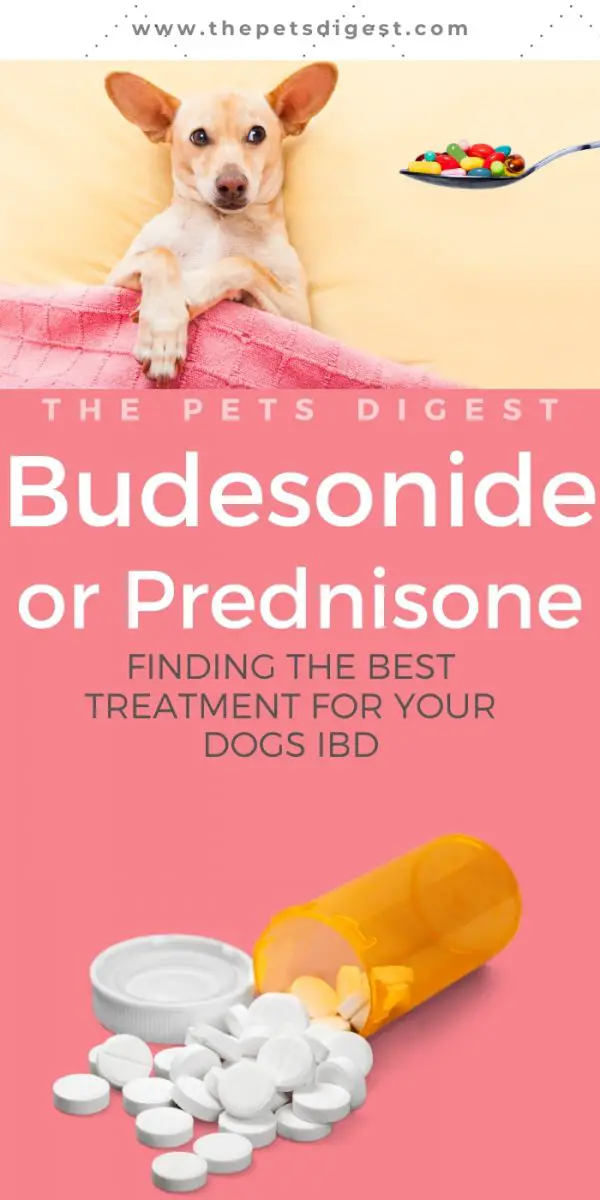 Budesonide or Prednisone, finding the best treatment for IBD in your