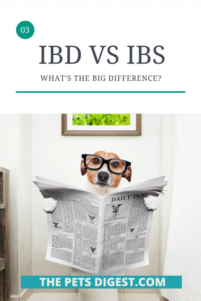 IBS and IBD in dogs the big difference bland diet recipe