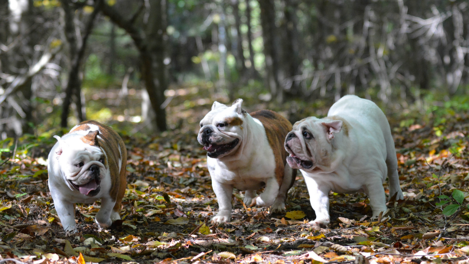 Budesonide or Prednisone, finding the best treatment for IBD in your dog? The Pets Digest