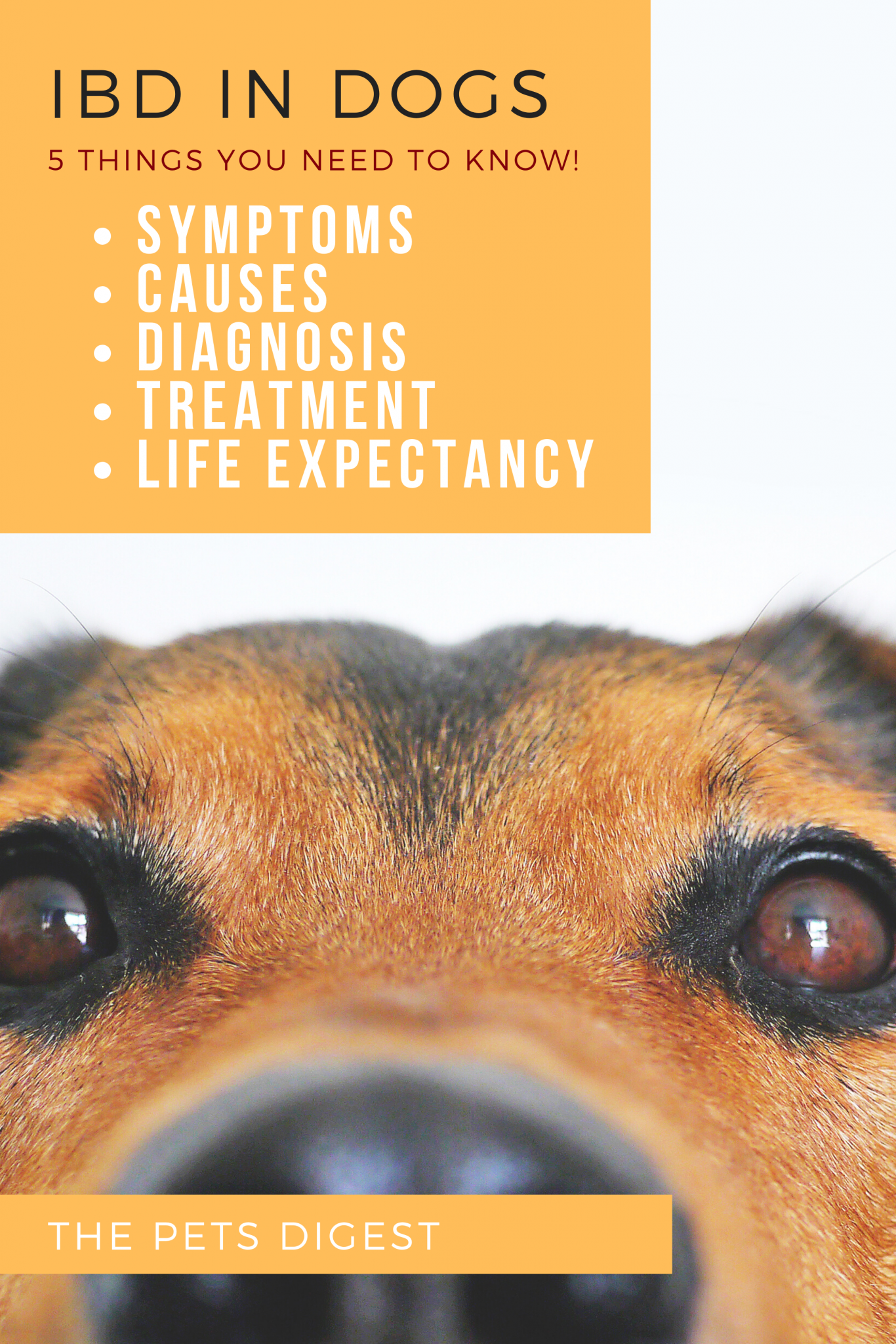 Irritable Bowel Disease (IBD) in dogs, important things you need to