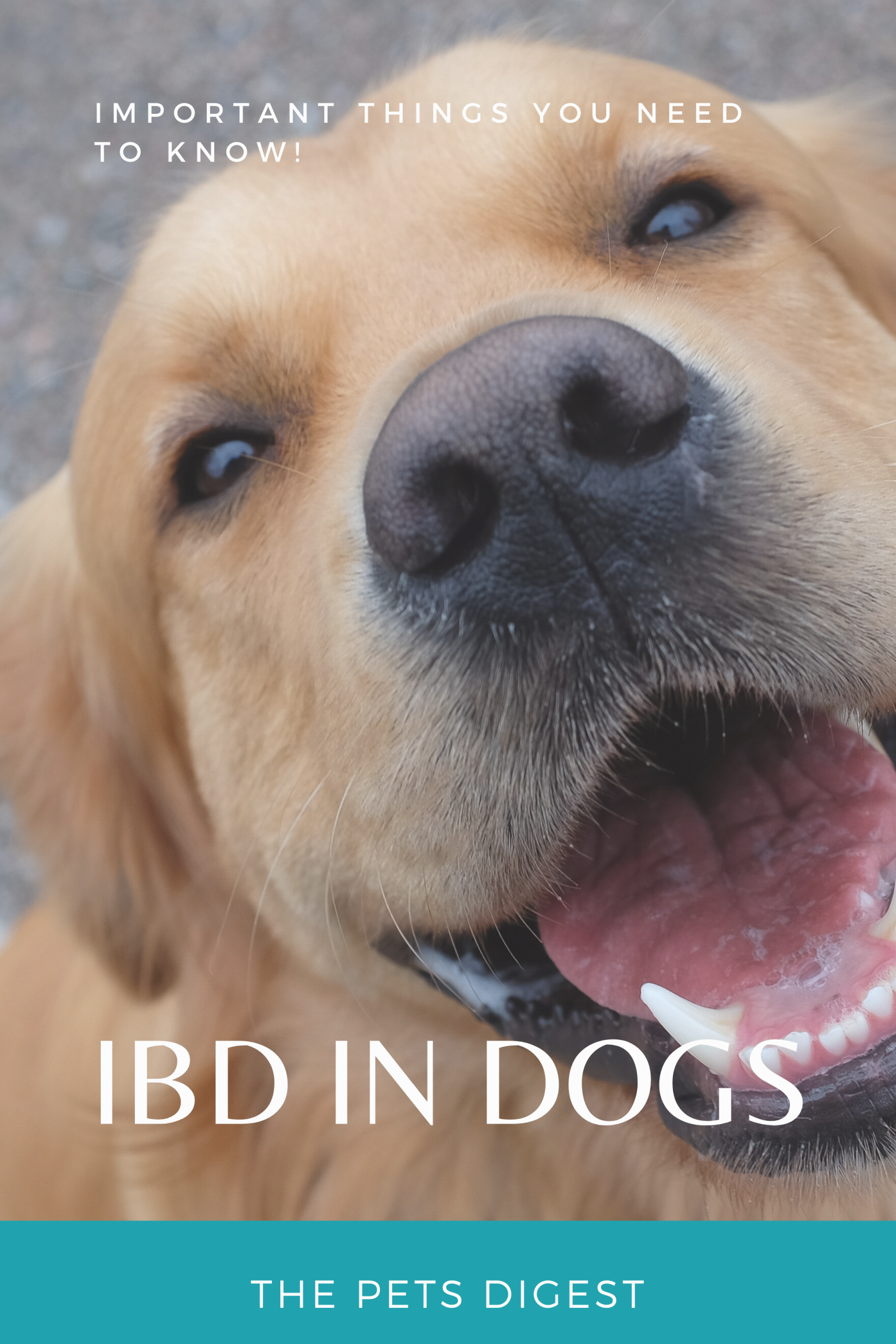 Irritable Bowel Disease (IBD) in dogs, important things you need to