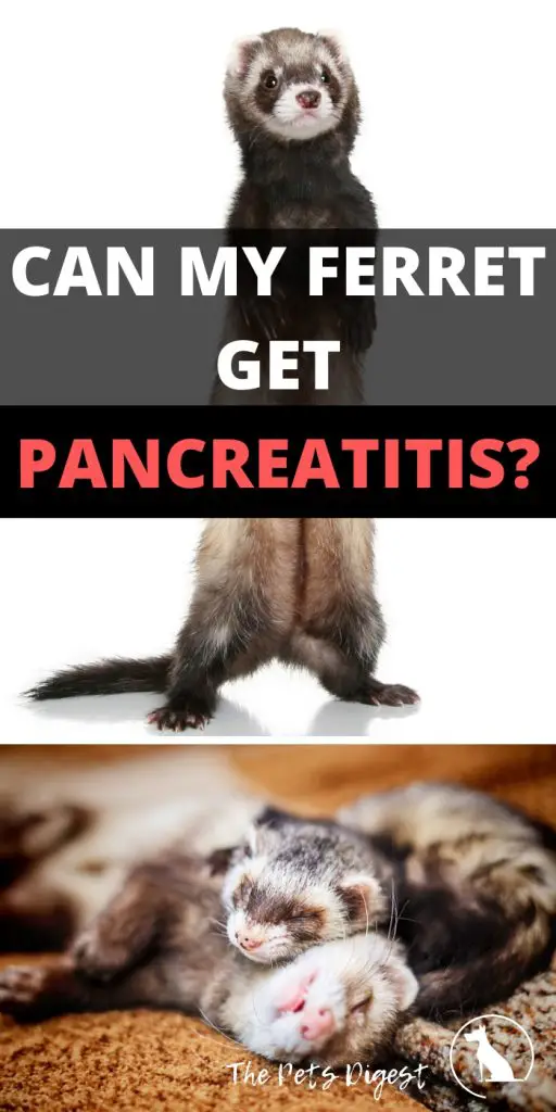 do ferrets get pancreatitis?