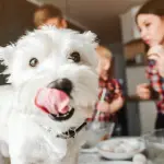 dog in kitchen with family