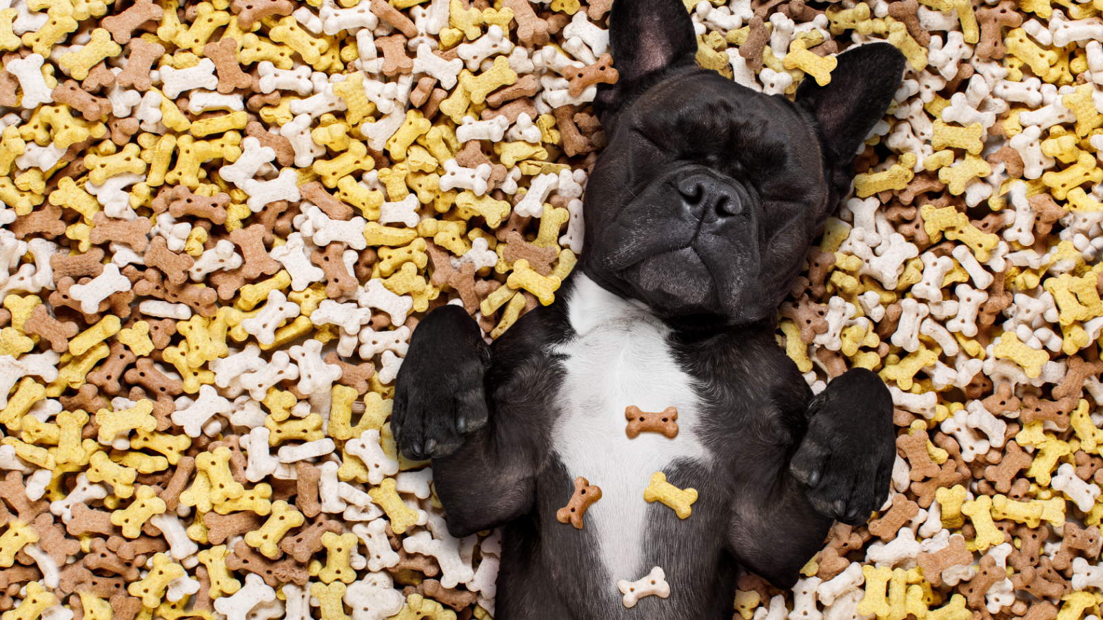 18 of the best flours to use in your homemade dog treats The Pets Digest