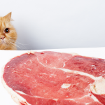 cat raw diet