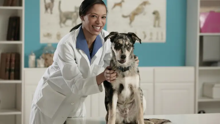 dog and vet