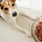dog raw diet