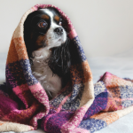 dog wrapped in blanket