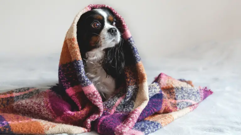 dog wrapped in blanket