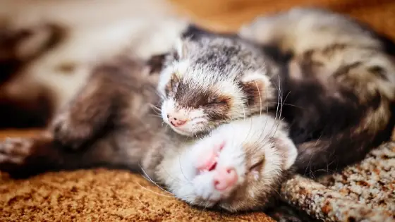 two ferrets cuddling