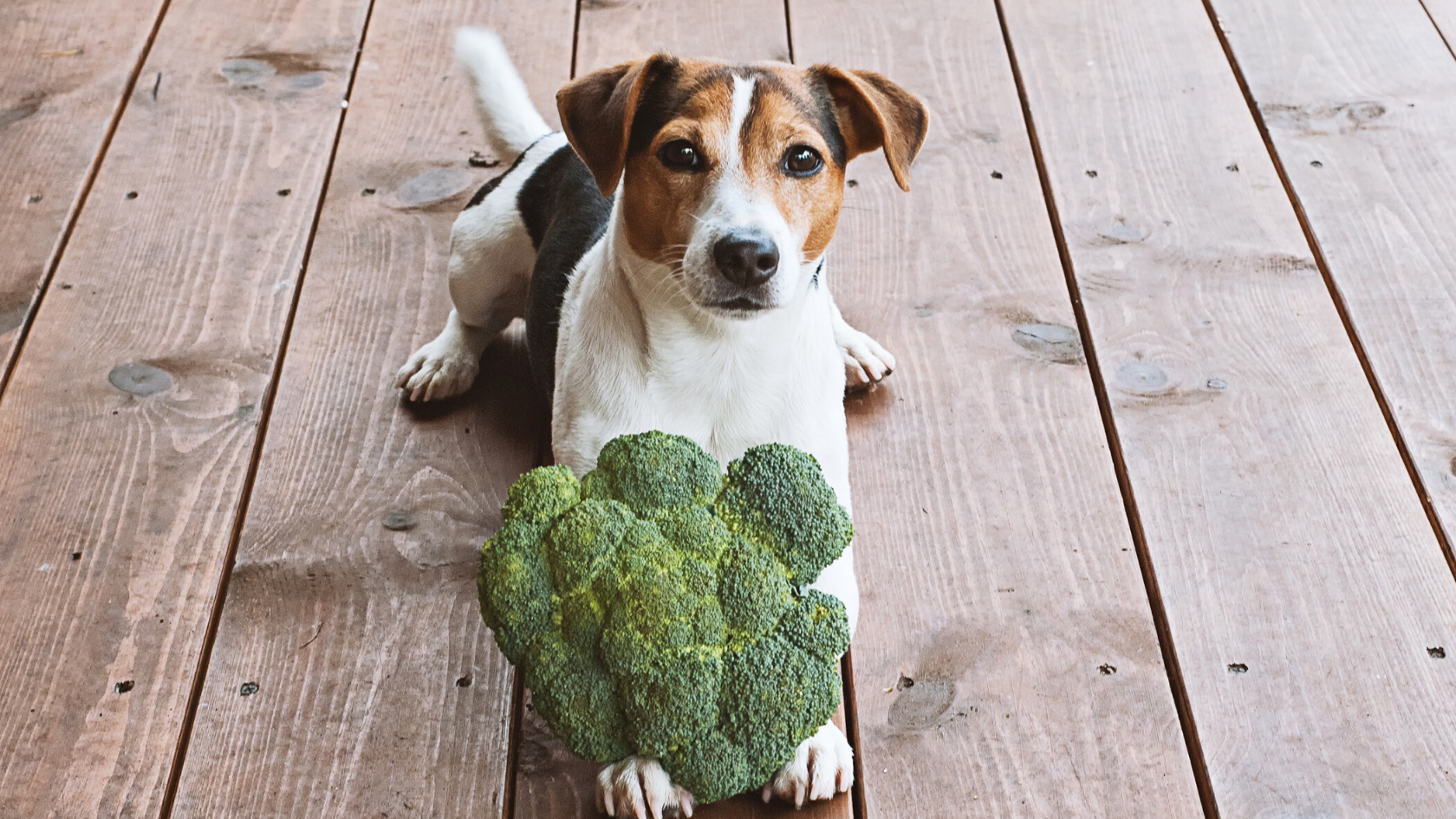 How a Raw Food or BARF Diet Affects Your Dogs Microbiome