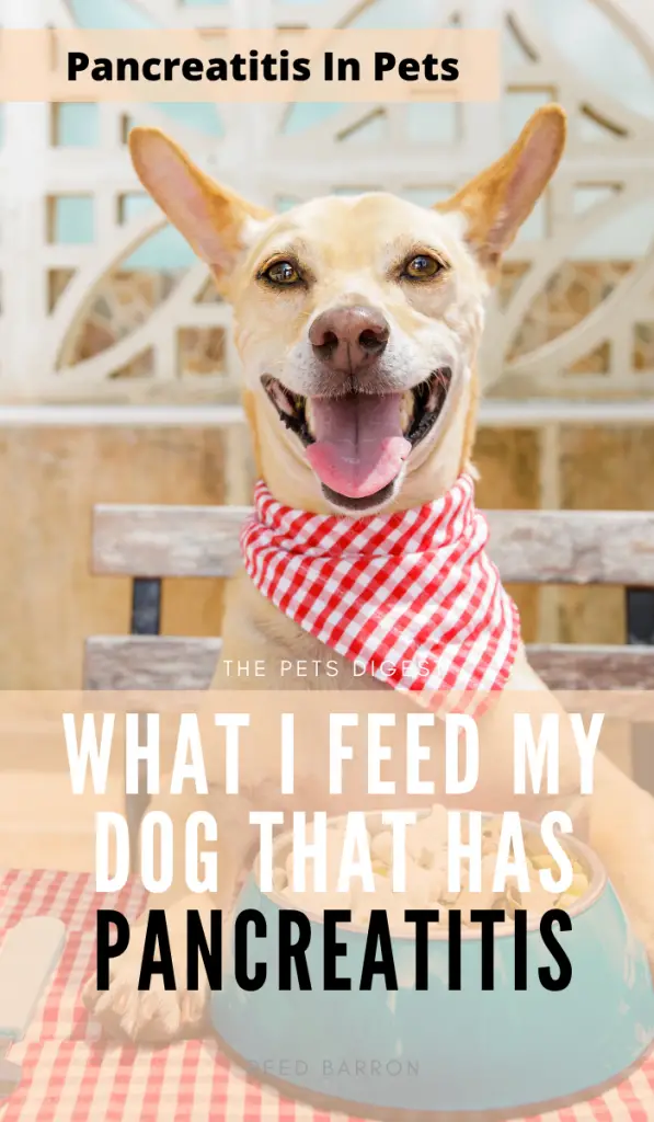 what should you feed a dog with pancreatitis