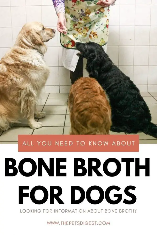 Bone Broth for dogs What you need to know! The Pets Digest