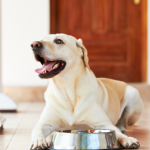 bone broth and dogs