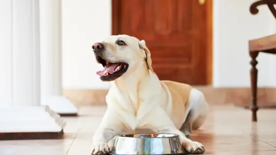 bone broth and dogs