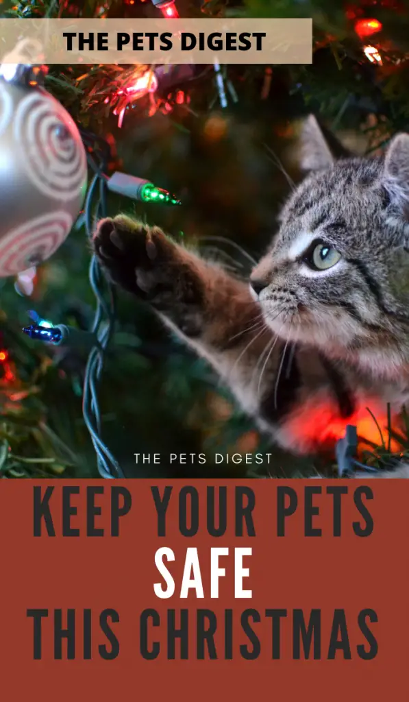 Top Tips To Keep Your Dog And Cat Safe During The Holidays - The Pets ...