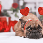 Dog Valentines Day