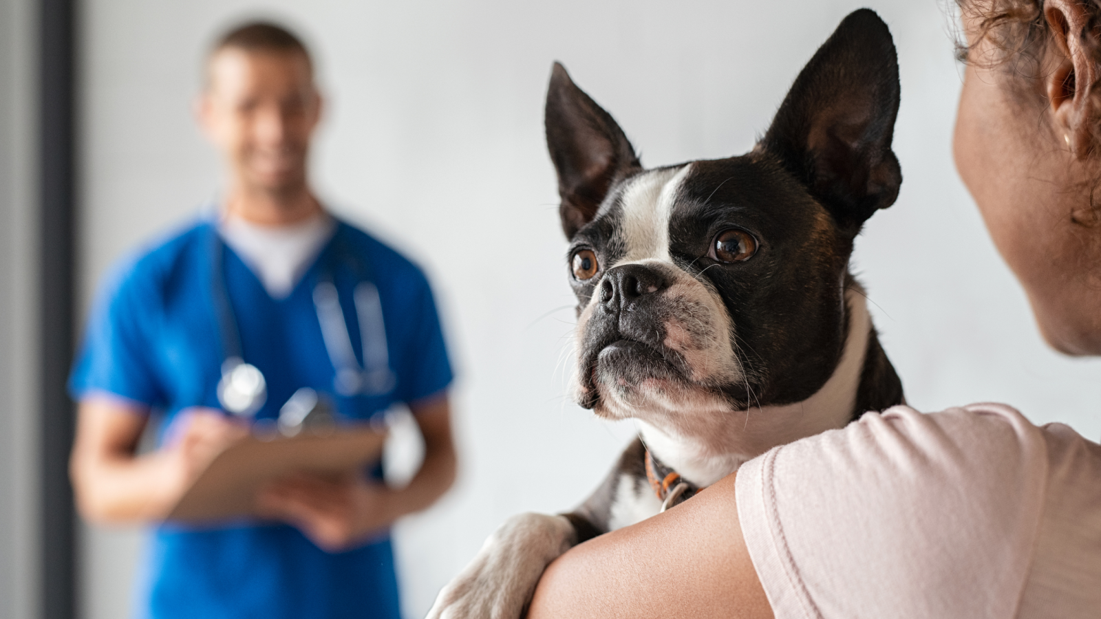 View of How do you diagnose IBD and IBS in Dogs