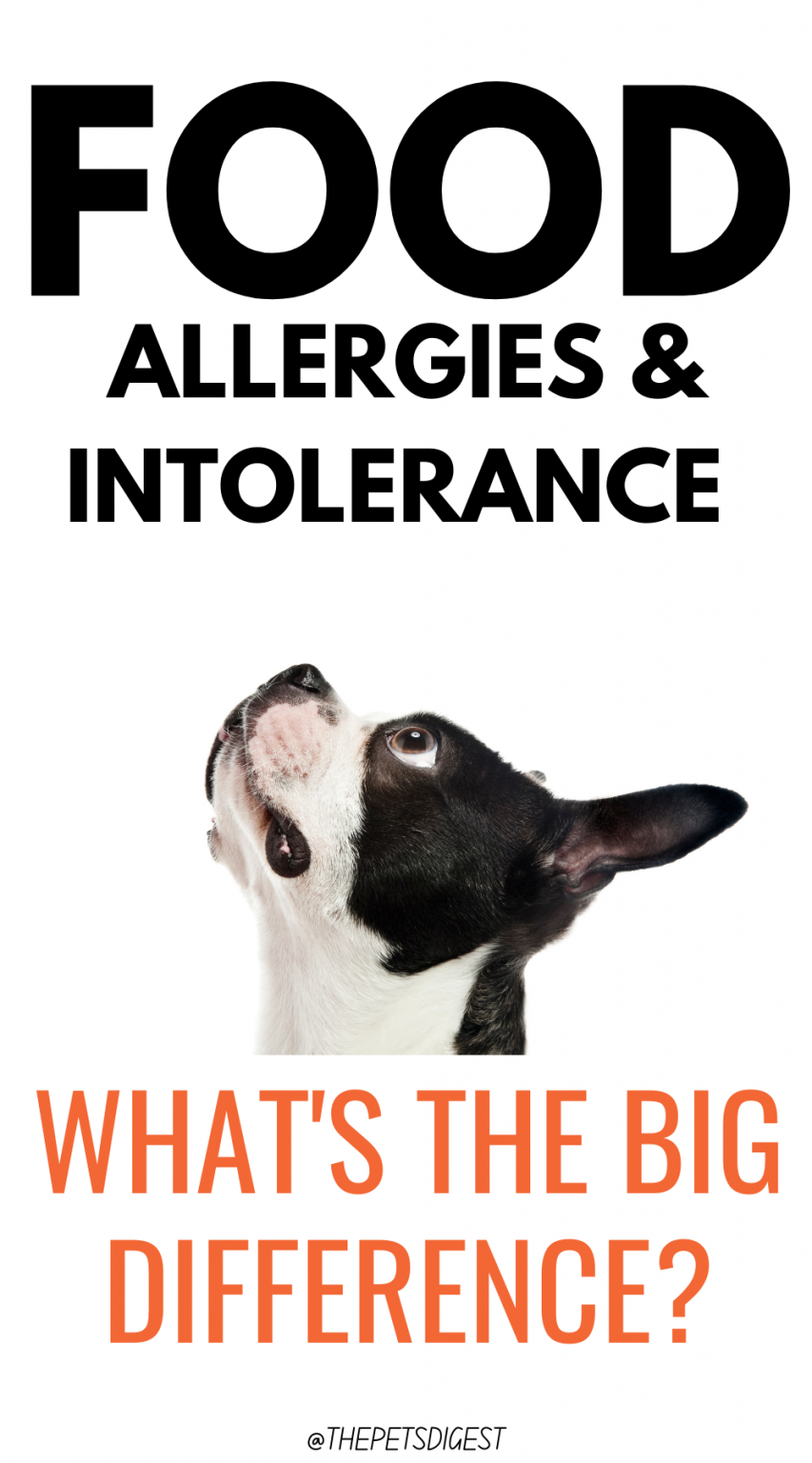 Pet Food Allergies vs Pet Food Intolerances in dogs and cats
