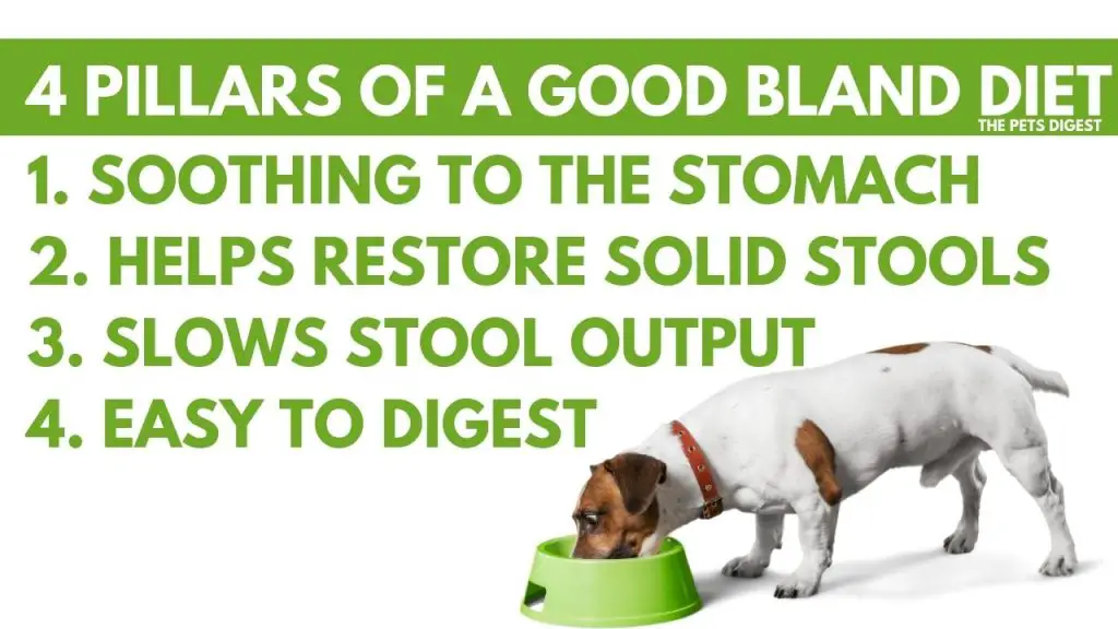 dog eating a bland diet