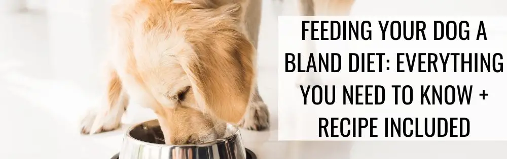 bland diet diarrhea dog