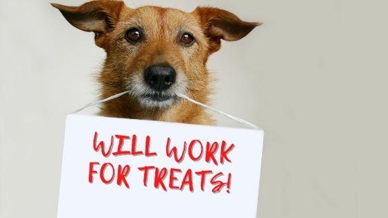 How dogs are joining the fight against COVID-19