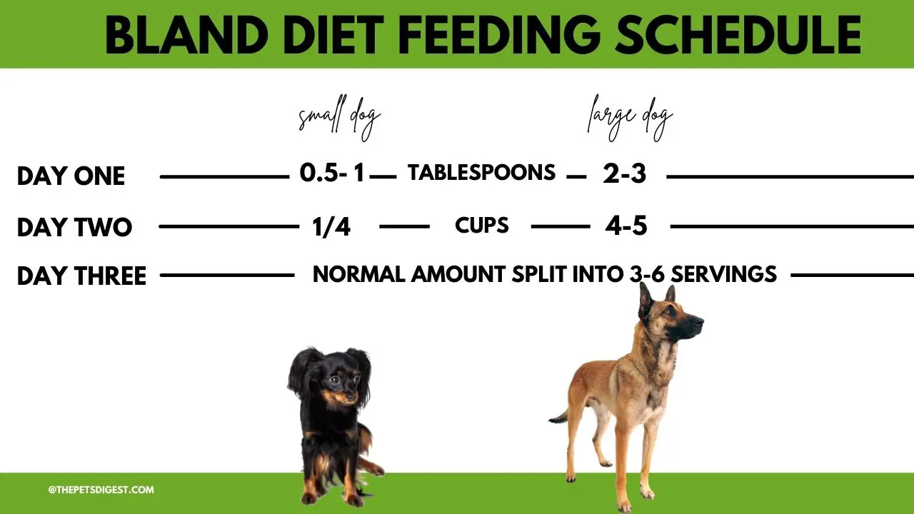 Bland diet for dogs what is a bland diet for your dog