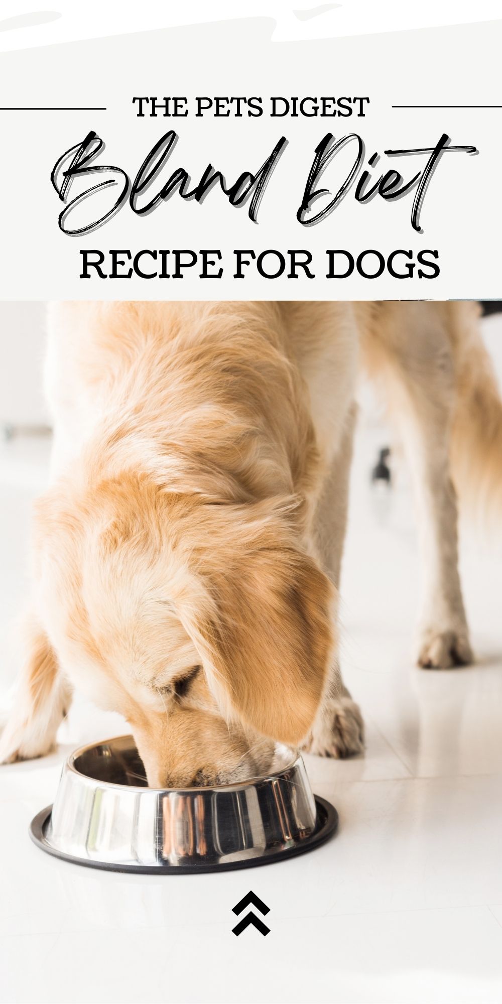 Bland diet for dogs what is a bland diet for your dog