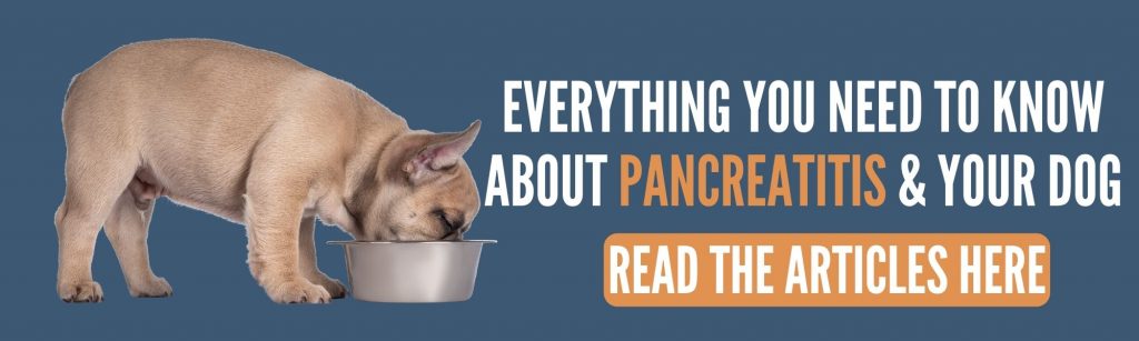 dog pancreatitis 