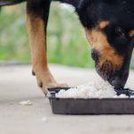 dog eating bland diet rice